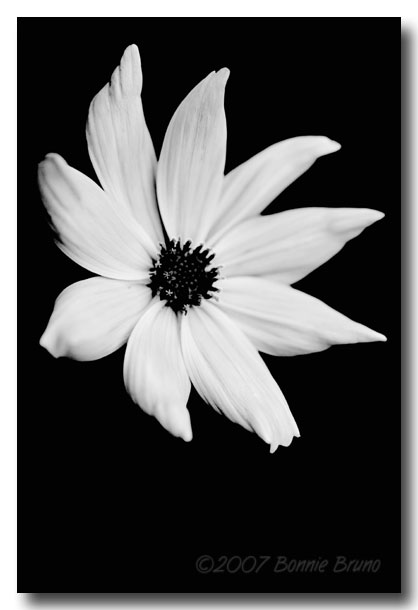 black and white flowers photography. A Cosmos in lack/white