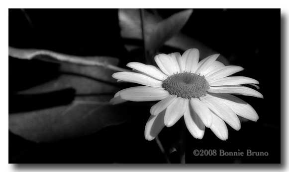 black and white nature photography. lack and white images,