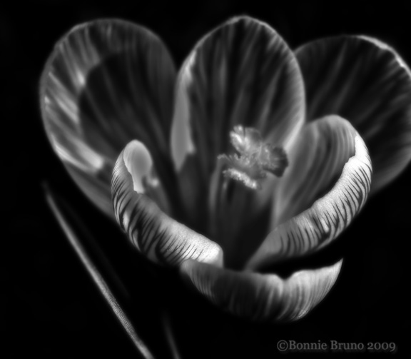 black and white photography quotes and. Crocus in Black and White